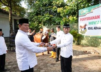 Panglima TNI Berkurban Sapi Seberat 1,44 Ton