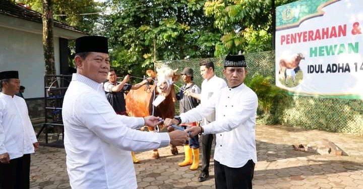 Panglima TNI Berkurban Sapi Seberat 1,44 Ton